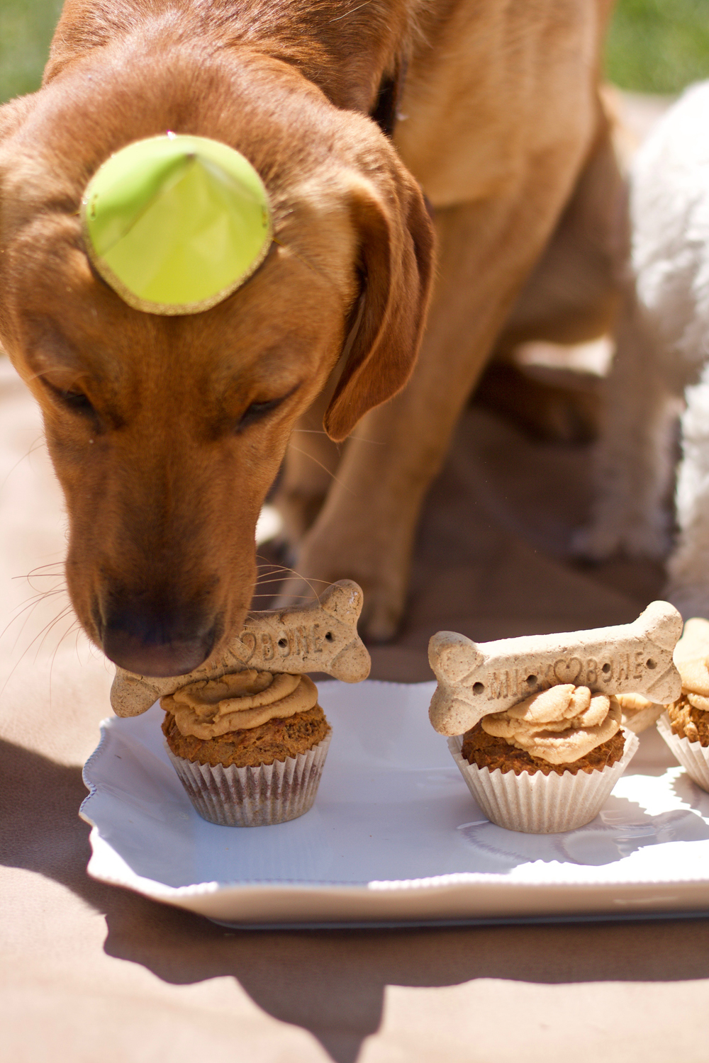 Butter dog. Баттер дог. Peanut Butter Dog. Овчарка десерт. Dog with the Butter.